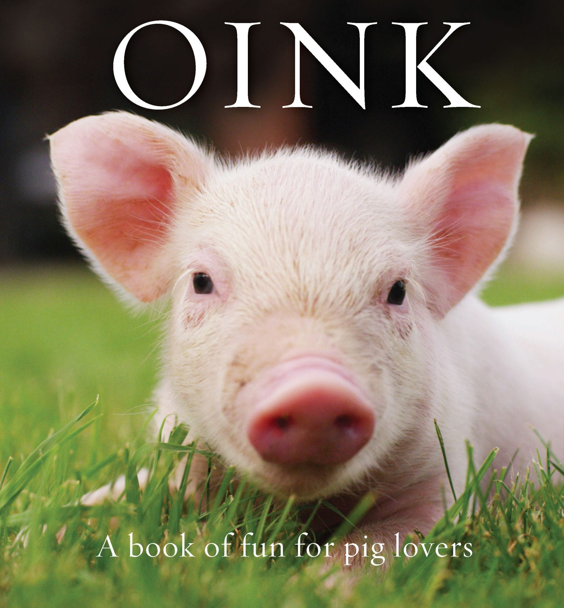 oink oink piggy piggy        <h3 class=