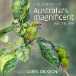 book cover celebrating australia's magnificant wildlife the art of daryl dickson picture of two tropical birds eating gum leaves