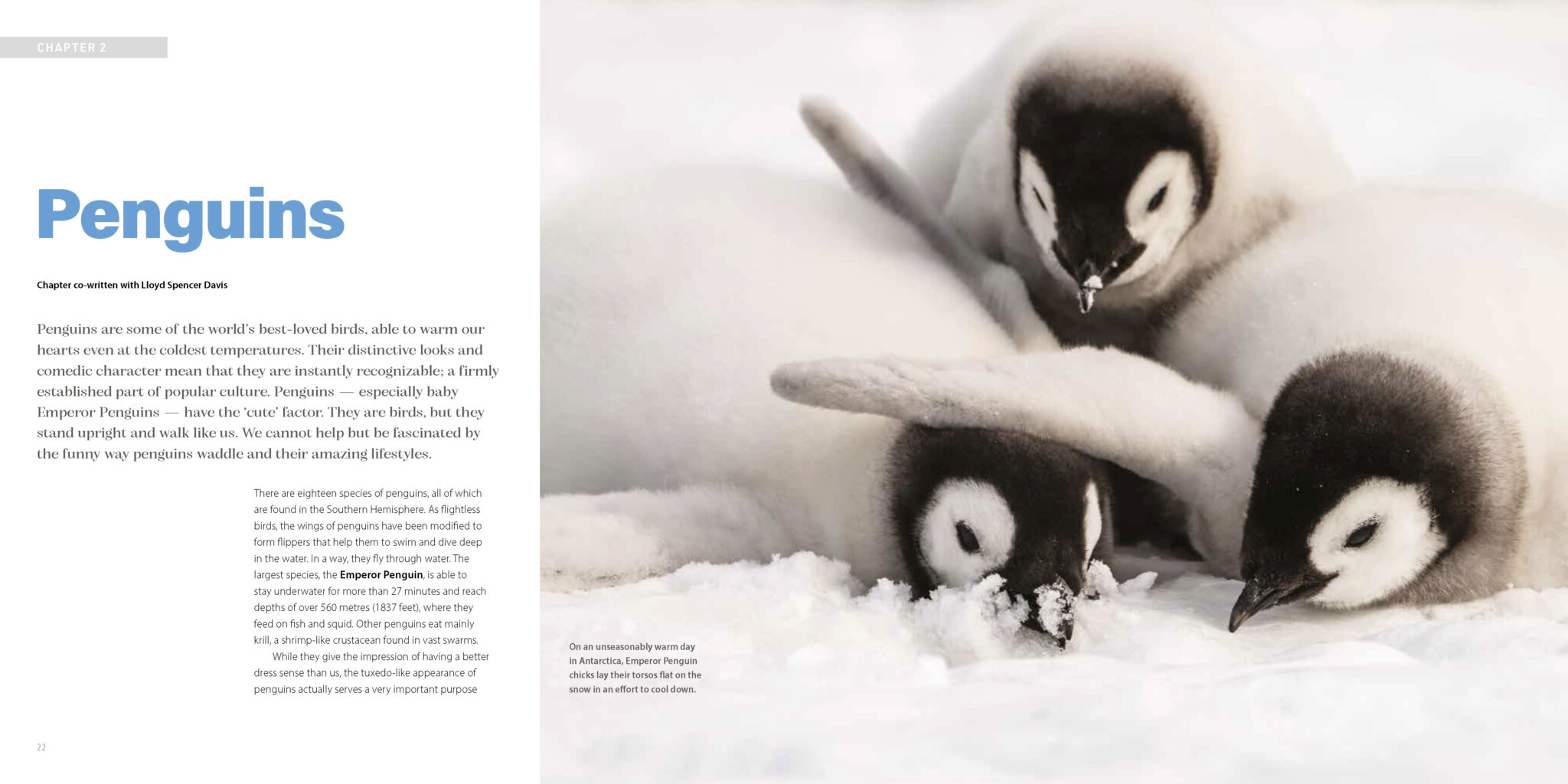 Penguins, Polar Bears & Pandas - Image 5